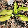 Hosta 'Ripple Effect'