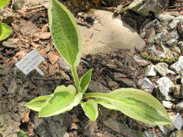 Hosta 'Yellow Polka dot Bikini'