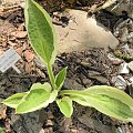 Hosta 'Yellow Polka dot Bikini'