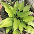 Hosta 'Katherine Lewis'