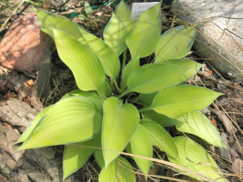 Hosta 'Katherine Lewis'