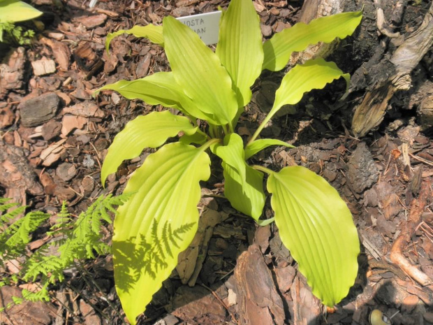 Hosta 'Frisian Pride'