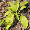 Hosta 'Frisian Pride'