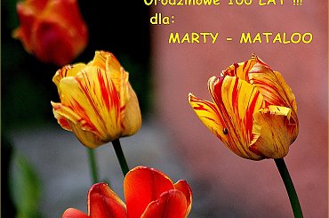 Abyś była uśmiechnięta w dniu tak ważnego święta ... abyś mimo biegu lat, zawsze kochała cały świat ... 100 LAT !!! #kwiaty #tulipany #urodziny #wiosna #życzenia