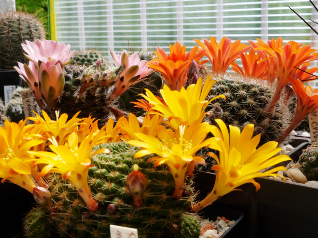 Rebutia marsonerii i Rebutia flavistyla FR 756 #kaktusy