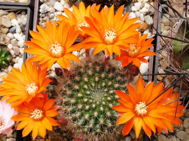 Rebutia flavistyla FR 756 #kaktusy
