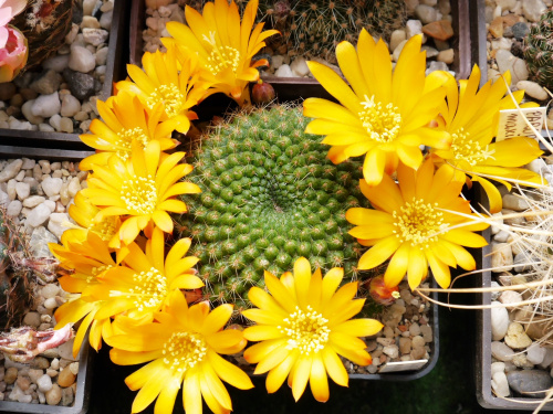 Rebutia marsonerii #kaktusy