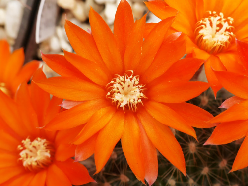 Rebutia flavistyla FR 756 #kaktusy