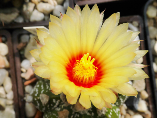 Astrophytum asterias x capricorne #kaktusy
