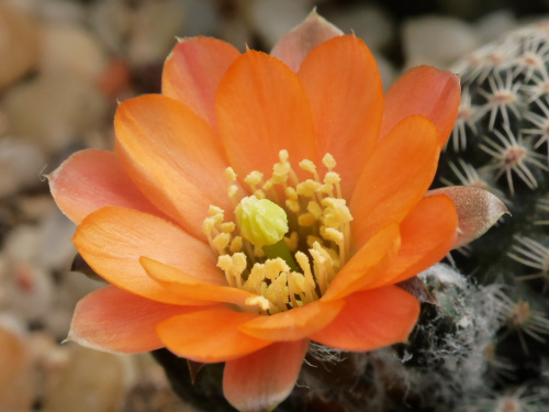 Mediolobivia haagei var. elegantula WR 502 #kaktusy