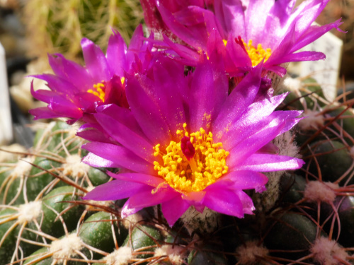 Notocactus uebelmanianus #kaktusy
