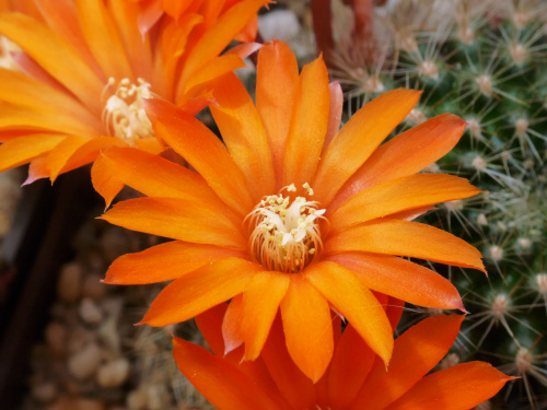 Rebutia flavistyla FR 756 #kaktusy
