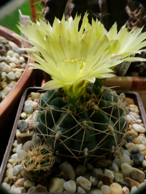 Gymnoalycium uruguaense #kaktusy