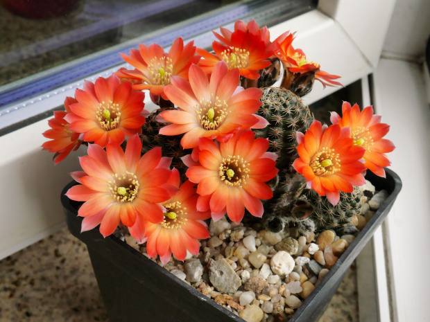 Mediolobivia haagei var. orurensis HS 170 #kaktusy