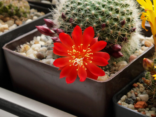 Rebutia senilis #kaktusy