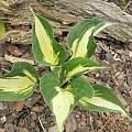 hosta 'Eternal Flame'