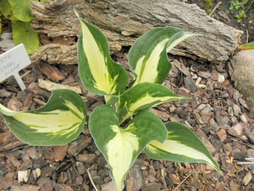 hosta 'Eternal Flame'