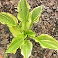 hosta 'Iron Gate Supreme'