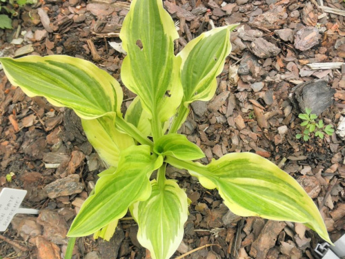 hosta 'Iron Gate Supreme'