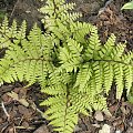 Wietlica athyrium otophorum 'Okanum'