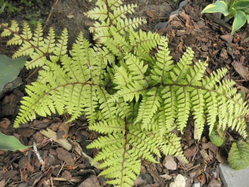 Wietlica athyrium otophorum 'Okanum'