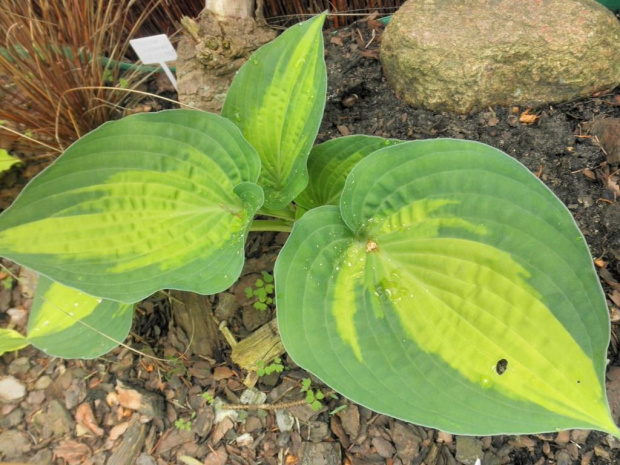 Hosta 'Paradise Glory'