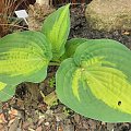 Hosta 'Paradise Glory'