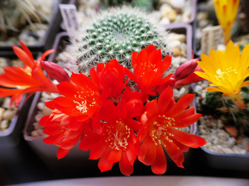 Rebutia senilis #kaktusy