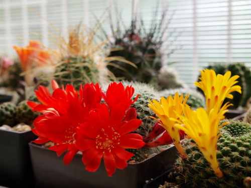 Rebutia senilis i Rebutia marsonerii #kaktusy