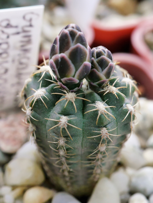Gymnocalycium andreae v.doppianum #kaktusy