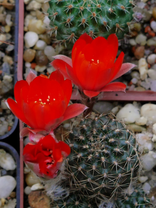 Mediolobivia atrovirens var. ritteri #kaktusy