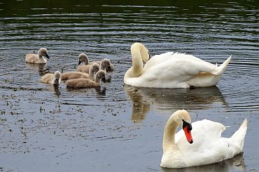 moje łabądki 5 dni później ... #Kędzierzyn #łabędzie #ptaki #stawy #wiosna