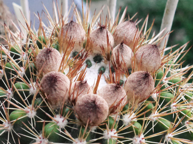 Notocactus roseoluteus #kaktusy