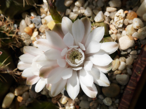 Gymnocalycium anisitsii