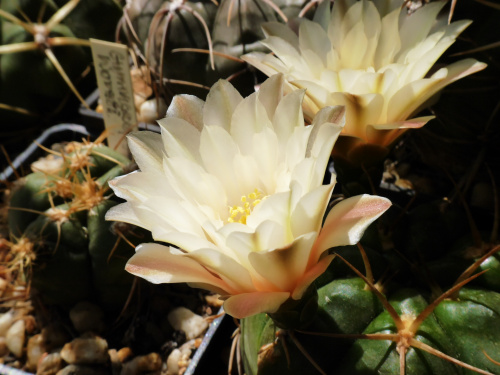 Gymnocalycium denudatum