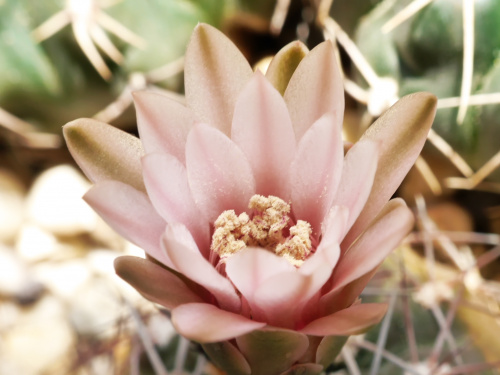 Gymnocalycium nigrareolatum P 132