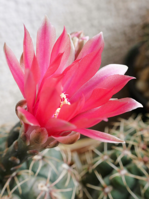 Gymnocalycium baldianum