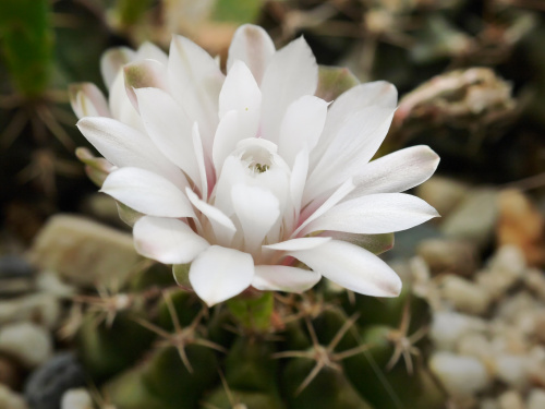 Gymnocalycium anisitsii