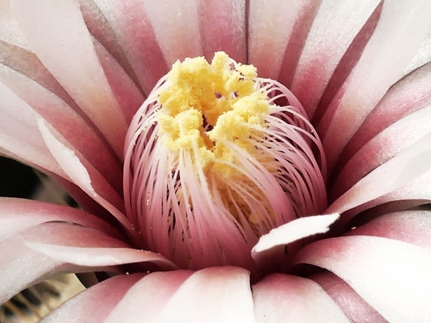 Gymnocalycium papschii #kaktusy