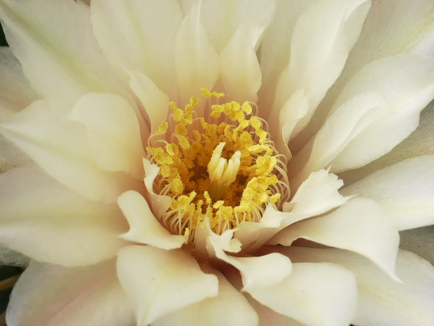 Gymnocalycium denudatum #kaktusy