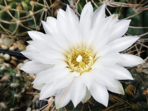 Gymnocalycium chubutense #kaktusy