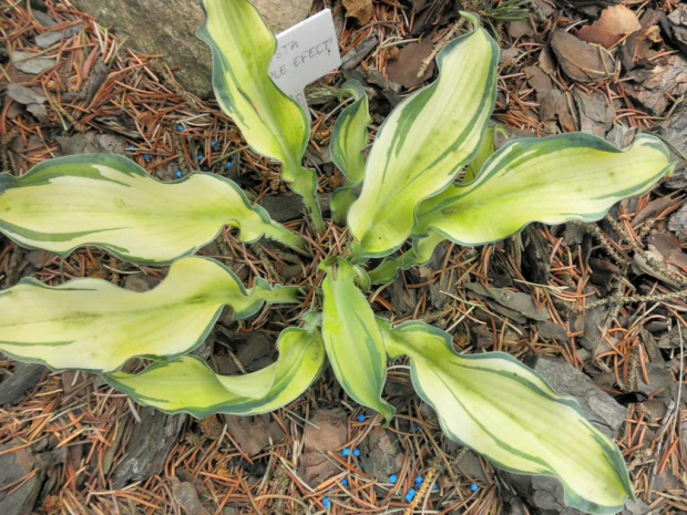 Hosta Ripple Efect