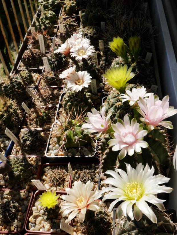 Gymnocalycium #kaktusy