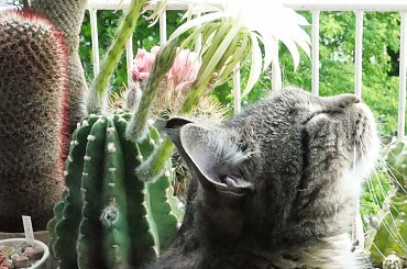 Portos w Echinopsisach #kot #kaktus