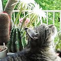 Portos w Echinopsisach #kot #kaktus
