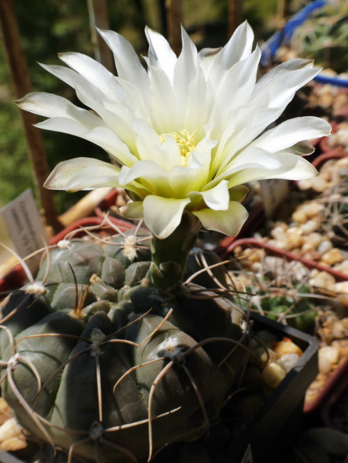 Gymnocalycium nn #kaktusy