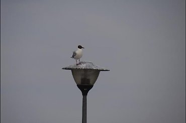 W naszym porcie #PiesSznaucerŻagleWoda