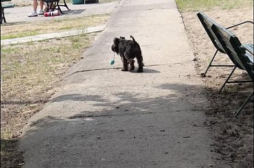 W naszym porcie #PiesSznaucerŻagleWoda