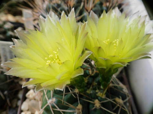 Gymnocalycium uruguaense #kaktusy