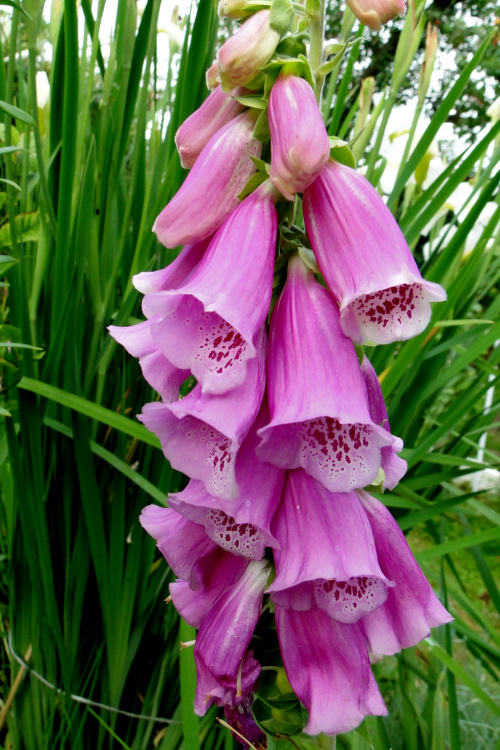 Piękna i groźna naparstnica purpurowa,jedna z najbardziej trujących roślin,a jednocześnie ma właściwości lecznicze #kwiatki